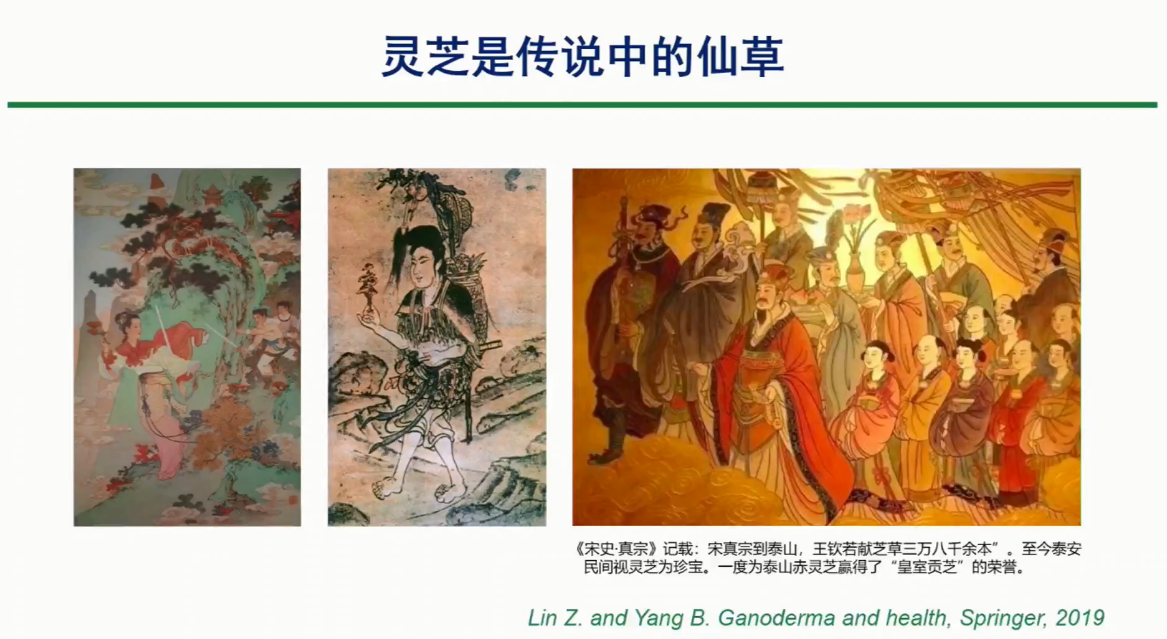 泰山灵芝的美好寓意和传说-第1张图片-灵芝之家 泰山灵芝的美好寓意和传说-第1张图片-灵芝之家