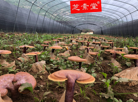 提高免疫力,泰山赤灵芝孢子粉来助力-第2张图片-灵芝之家 提高免疫力,泰山赤灵芝孢子粉来助力-第2张图片-灵芝之家