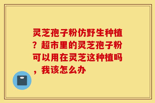 灵芝孢子粉仿野生种植?超市里的灵芝孢子粉可以用在灵芝这种植吗,我该怎么办-第1张图片-灵芝之家 灵芝孢子粉仿野生种植?超市里的灵芝孢子粉可以用在灵芝这种植吗,我该怎么办-第1张图片-灵芝之家