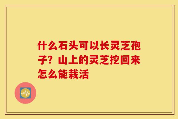什么石头可以长灵芝孢子?山上的灵芝挖回来怎么能栽活-第1张图片-灵芝之家 什么石头可以长灵芝孢子?山上的灵芝挖回来怎么能栽活-第1张图片-灵芝之家