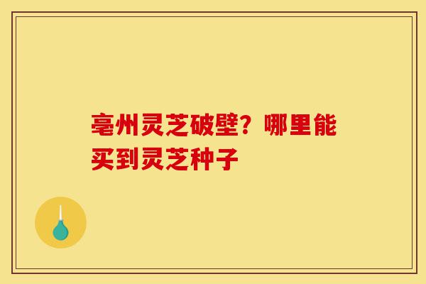 亳州灵芝破壁？哪里能买到灵芝种子-第1张图片-灵芝之家
