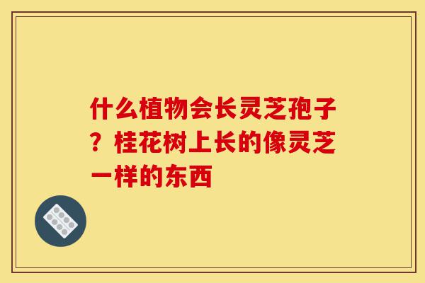 什么植物会长灵芝孢子?桂花树上长的像灵芝一样的东西-第1张图片-灵芝之家 什么植物会长灵芝孢子?桂花树上长的像灵芝一样的东西-第1张图片-灵芝之家