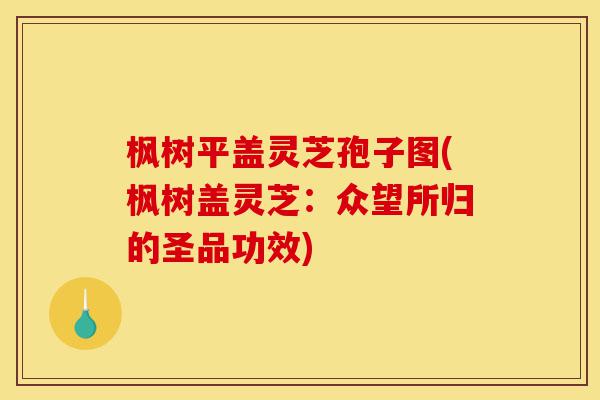 枫树平盖灵芝孢子图(枫树盖灵芝:众望所归的圣品功效)-第1张图片-灵芝之家 枫树平盖灵芝孢子图(枫树盖灵芝:众望所归的圣品功效)-第1张图片-灵芝之家