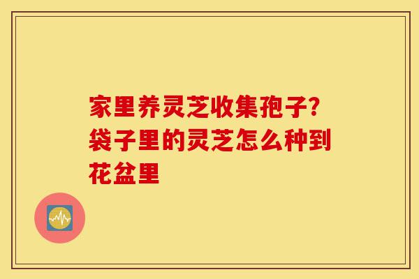 家里养灵芝收集孢子?袋子里的灵芝怎么种到花盆里-第1张图片-灵芝之家 家里养灵芝收集孢子?袋子里的灵芝怎么种到花盆里-第1张图片-灵芝之家