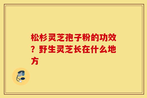 松杉灵芝孢子粉的功效?野生灵芝长在什么地方-第1张图片-灵芝之家 松杉灵芝孢子粉的功效?野生灵芝长在什么地方-第1张图片-灵芝之家