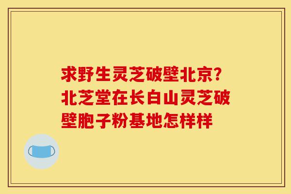 求野生灵芝破壁北京？北芝堂在长白山灵芝破壁胞子粉基地怎样样-第1张图片-灵芝之家