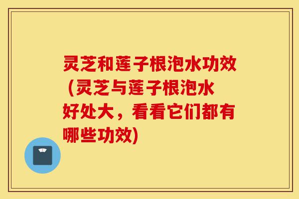 灵芝和莲子根泡水功效 (灵芝与莲子根泡水好处大,看看它们都有哪些功效)-第1张图片-灵芝之家 灵芝和莲子根泡水功效 (灵芝与莲子根泡水好处大,看看它们都有哪些功效)-第1张图片-灵芝之家