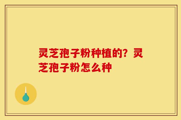 灵芝孢子粉种植的？灵芝孢子粉怎么种-第1张图片-灵芝之家