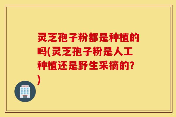 灵芝孢子粉都是种植的吗(灵芝孢子粉是人工种植还是野生采摘的?)-第1张图片-灵芝之家 灵芝孢子粉都是种植的吗(灵芝孢子粉是人工种植还是野生采摘的?)-第1张图片-灵芝之家