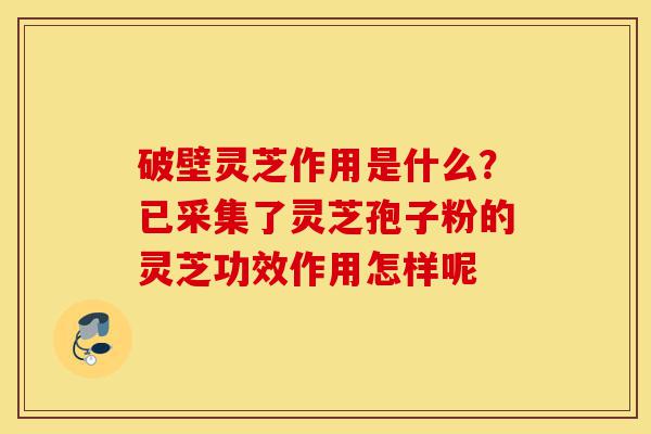 破壁灵芝作用是什么?已采集了灵芝孢子粉的灵芝功效作用怎样呢-第1张图片-灵芝之家 破壁灵芝作用是什么?已采集了灵芝孢子粉的灵芝功效作用怎样呢-第1张图片-灵芝之家