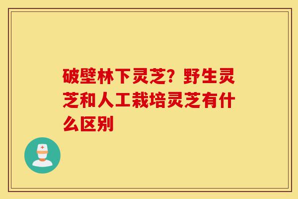 破壁林下灵芝?野生灵芝和人工栽培灵芝有什么区别-第1张图片-灵芝之家 破壁林下灵芝?野生灵芝和人工栽培灵芝有什么区别-第1张图片-灵芝之家