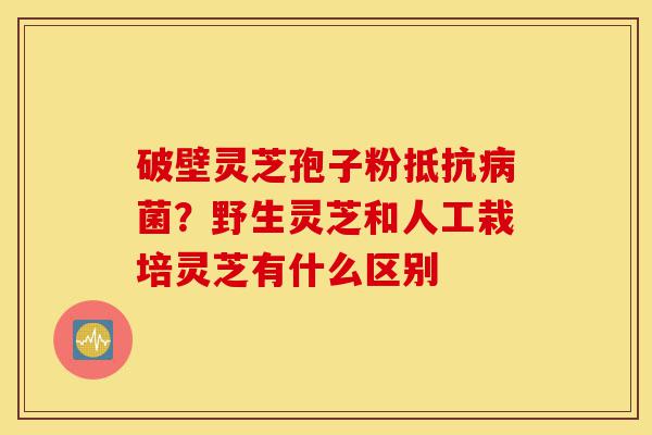 破壁灵芝孢子粉抵抗病菌?野生灵芝和人工栽培灵芝有什么区别-第1张图片-灵芝之家 破壁灵芝孢子粉抵抗病菌?野生灵芝和人工栽培灵芝有什么区别-第1张图片-灵芝之家