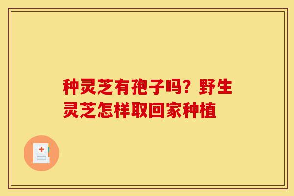 种灵芝有孢子吗?野生灵芝怎样取回家种植-第1张图片-灵芝之家 种灵芝有孢子吗?野生灵芝怎样取回家种植-第1张图片-灵芝之家
