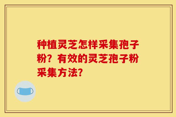 种植灵芝怎样采集孢子粉?有效的灵芝孢子粉采集方法?-第1张图片-灵芝之家 种植灵芝怎样采集孢子粉?有效的灵芝孢子粉采集方法?-第1张图片-灵芝之家
