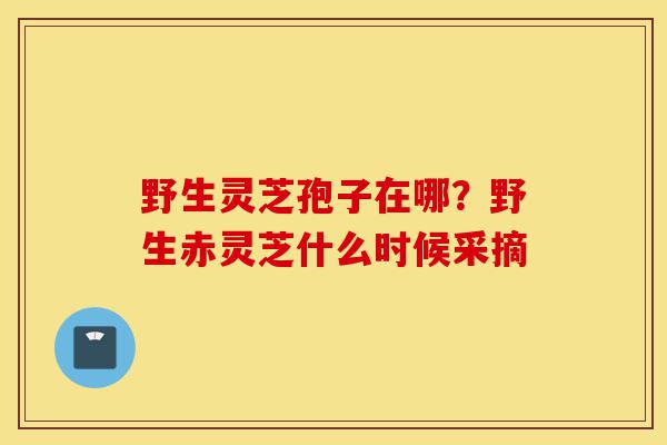 野生灵芝孢子在哪？野生赤灵芝什么时候采摘-第1张图片-灵芝之家