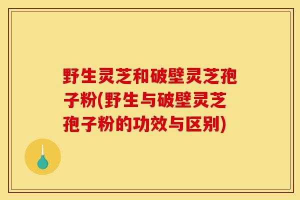 野生灵芝和破壁灵芝孢子粉(野生与破壁灵芝孢子粉的功效与区别)-第1张图片-灵芝之家 野生灵芝和破壁灵芝孢子粉(野生与破壁灵芝孢子粉的功效与区别)-第1张图片-灵芝之家