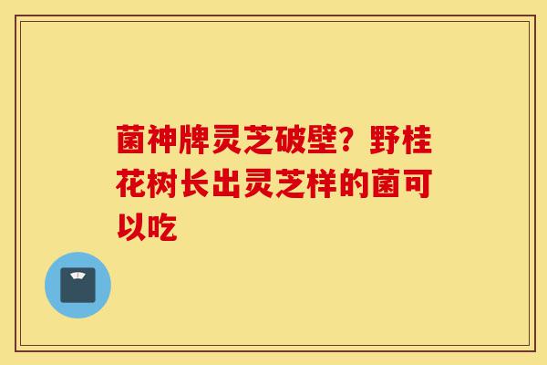 菌神牌灵芝破壁?野桂花树长出灵芝样的菌可以吃-第1张图片-灵芝之家 菌神牌灵芝破壁?野桂花树长出灵芝样的菌可以吃-第1张图片-灵芝之家