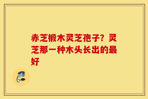赤芝椴木灵芝孢子？灵芝那一种木头长出的最好-第1张图片-灵芝之家