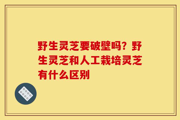 野生灵芝要破壁吗？野生灵芝和人工栽培灵芝有什么区别-第1张图片-灵芝之家