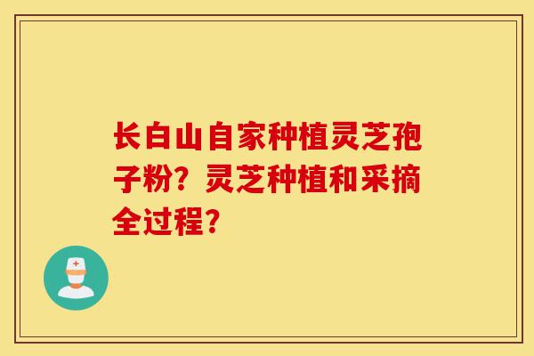 长白山自家种植灵芝孢子粉？灵芝种植和采摘全过程？-第1张图片-灵芝之家
