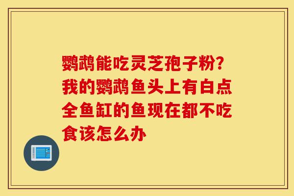鹦鹉能吃灵芝孢子粉?我的鹦鹉鱼头上有白点全鱼缸的鱼现在都不吃食该怎么办-第1张图片-灵芝之家 鹦鹉能吃灵芝孢子粉?我的鹦鹉鱼头上有白点全鱼缸的鱼现在都不吃食该怎么办-第1张图片-灵芝之家