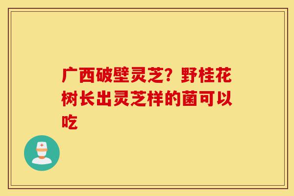 广西破壁灵芝?野桂花树长出灵芝样的菌可以吃-第1张图片-灵芝之家 广西破壁灵芝?野桂花树长出灵芝样的菌可以吃-第1张图片-灵芝之家