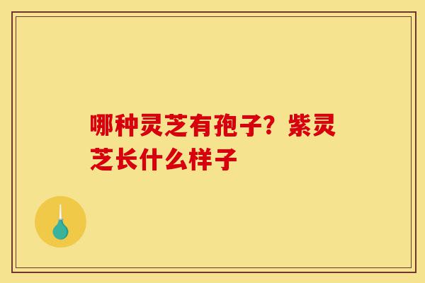 哪种灵芝有孢子?紫灵芝长什么样子-第1张图片-灵芝之家 哪种灵芝有孢子?紫灵芝长什么样子-第1张图片-灵芝之家
