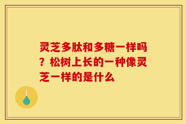 灵芝多肽和多糖一样吗?松树上长的一种像灵芝一样的是什么-第1张图片-灵芝之家 灵芝多肽和多糖一样吗?松树上长的一种像灵芝一样的是什么-第1张图片-灵芝之家