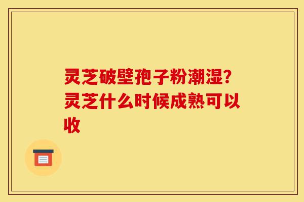 灵芝破壁孢子粉潮湿?灵芝什么时候成熟可以收-第1张图片-灵芝之家 灵芝破壁孢子粉潮湿?灵芝什么时候成熟可以收-第1张图片-灵芝之家