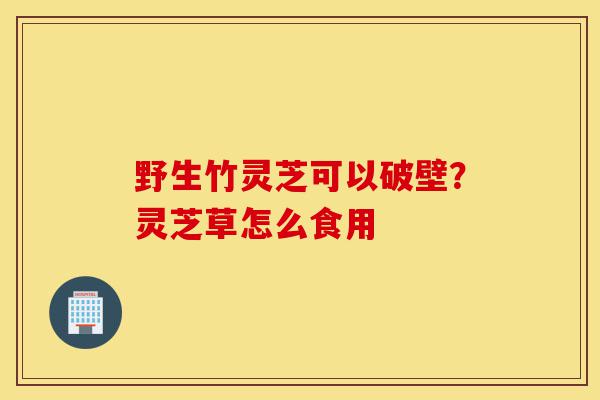 野生竹灵芝可以破壁?灵芝草怎么食用-第1张图片-灵芝之家 野生竹灵芝可以破壁?灵芝草怎么食用-第1张图片-灵芝之家