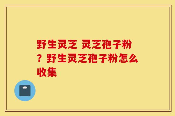 野生灵芝 灵芝孢子粉?野生灵芝孢子粉怎么收集-第1张图片-灵芝之家 野生灵芝 灵芝孢子粉?野生灵芝孢子粉怎么收集-第1张图片-灵芝之家