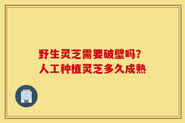 野生灵芝需要破壁吗?人工种植灵芝多久成熟-第1张图片-灵芝之家 野生灵芝需要破壁吗?人工种植灵芝多久成熟-第1张图片-灵芝之家