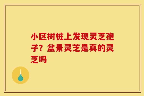 小区树桩上发现灵芝孢子？盆景灵芝是真的灵芝吗-第1张图片-灵芝之家