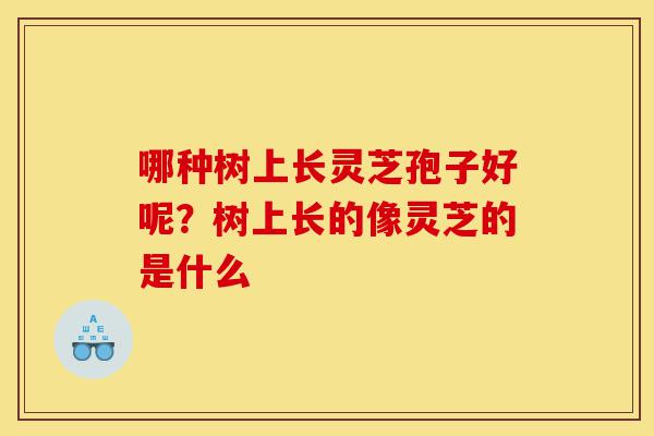 哪种树上长灵芝孢子好呢?树上长的像灵芝的是什么-第1张图片-灵芝之家 哪种树上长灵芝孢子好呢?树上长的像灵芝的是什么-第1张图片-灵芝之家