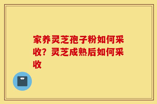 家养灵芝孢子粉如何采收？灵芝成熟后如何采收-第1张图片-灵芝之家