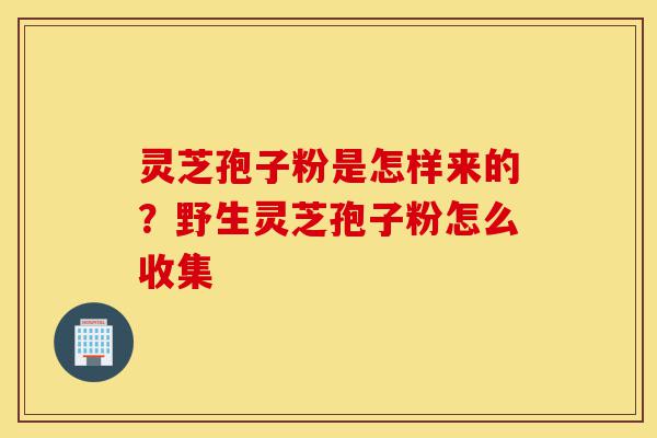 灵芝孢子粉是怎样来的？野生灵芝孢子粉怎么收集-第1张图片-灵芝之家