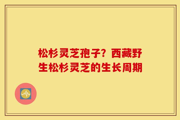 松杉灵芝孢子?西藏野生松杉灵芝的生长周期-第1张图片-灵芝之家 松杉灵芝孢子?西藏野生松杉灵芝的生长周期-第1张图片-灵芝之家