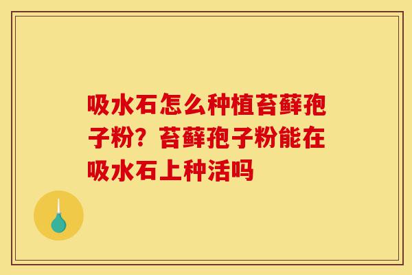 吸水石怎么种植苔藓孢子粉？苔藓孢子粉能在吸水石上种活吗-第1张图片-灵芝之家