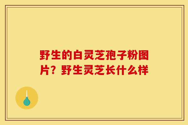 野生的白灵芝孢子粉图片?野生灵芝长什么样-第1张图片-灵芝之家 野生的白灵芝孢子粉图片?野生灵芝长什么样-第1张图片-灵芝之家