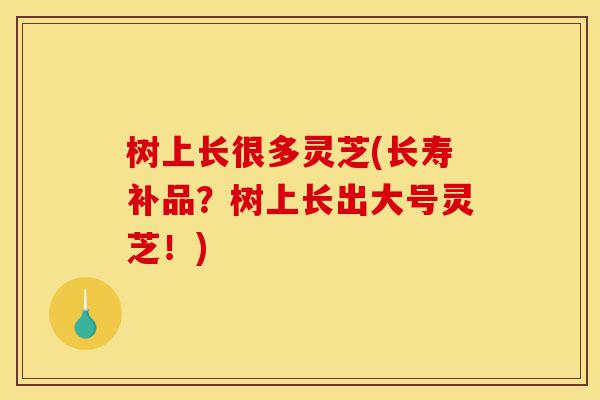 树上长很多灵芝(长寿补品?树上长出大号灵芝!)-第1张图片-灵芝之家 树上长很多灵芝(长寿补品?树上长出大号灵芝!)-第1张图片-灵芝之家