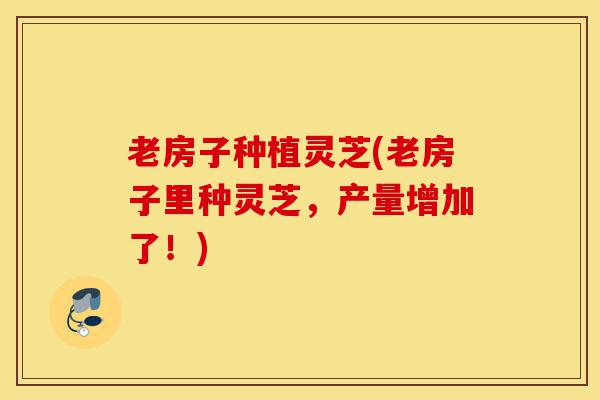 老房子种植灵芝(老房子里种灵芝,产量增加了!)-第1张图片-灵芝之家 老房子种植灵芝(老房子里种灵芝,产量增加了!)-第1张图片-灵芝之家