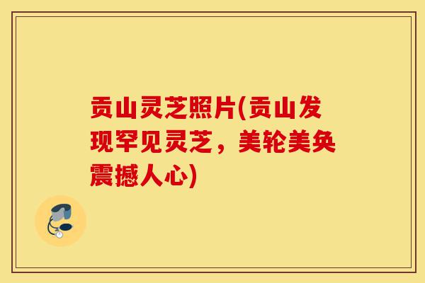 贡山灵芝照片(贡山发现罕见灵芝,美轮美奂震撼人心)-第1张图片-灵芝之家 贡山灵芝照片(贡山发现罕见灵芝,美轮美奂震撼人心)-第1张图片-灵芝之家