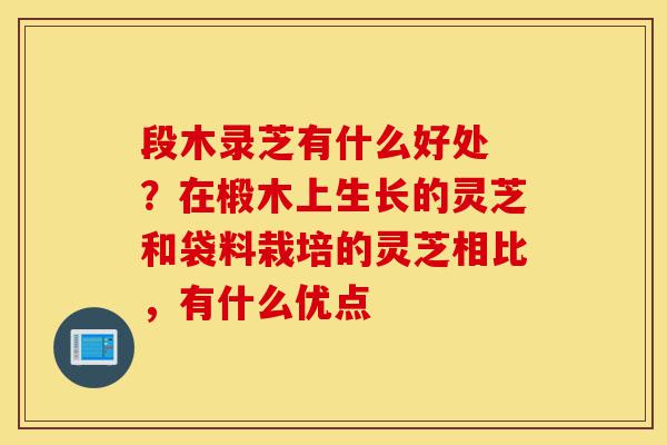 段木录芝有什么好处 ?在椴木上生长的灵芝和袋料栽培的灵芝相比,有什么优点-第1张图片-灵芝之家 段木录芝有什么好处 ?在椴木上生长的灵芝和袋料栽培的灵芝相比,有什么优点-第1张图片-灵芝之家