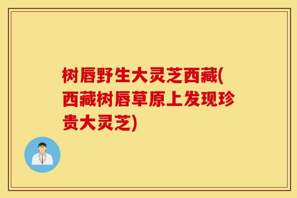 树唇野生大灵芝西藏(西藏树唇草原上发现珍贵大灵芝)-第1张图片-灵芝之家 树唇野生大灵芝西藏(西藏树唇草原上发现珍贵大灵芝)-第1张图片-灵芝之家