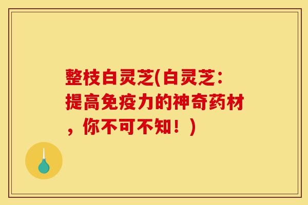 整枝白灵芝(白灵芝:提高免疫力的神奇药材,你不可不知!)-第1张图片-灵芝之家 整枝白灵芝(白灵芝:提高免疫力的神奇药材,你不可不知!)-第1张图片-灵芝之家