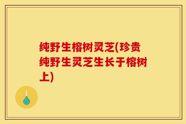 纯野生榕树灵芝(珍贵纯野生灵芝生长于榕树上)-第1张图片-灵芝之家 纯野生榕树灵芝(珍贵纯野生灵芝生长于榕树上)-第1张图片-灵芝之家