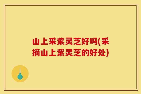 山上采紫灵芝好吗(采摘山上紫灵芝的好处)-第1张图片-灵芝之家 山上采紫灵芝好吗(采摘山上紫灵芝的好处)-第1张图片-灵芝之家