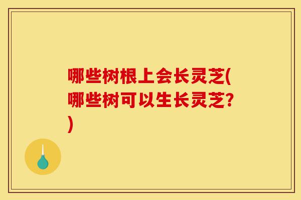 哪些树根上会长灵芝(哪些树可以生长灵芝?)-第1张图片-灵芝之家 哪些树根上会长灵芝(哪些树可以生长灵芝?)-第1张图片-灵芝之家