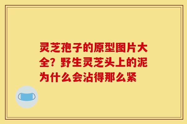 灵芝孢子的原型图片大全？野生灵芝头上的泥为什么会沾得那么紧-第1张图片-灵芝之家