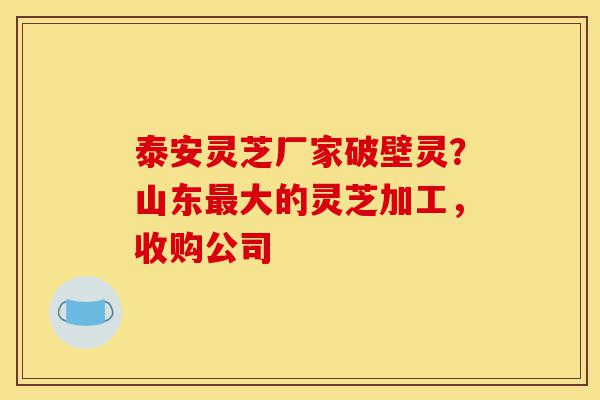 泰安灵芝厂家破壁灵?山东最大的灵芝加工,收购公司-第1张图片-灵芝之家 泰安灵芝厂家破壁灵?山东最大的灵芝加工,收购公司-第1张图片-灵芝之家